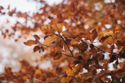 Autumn leaves